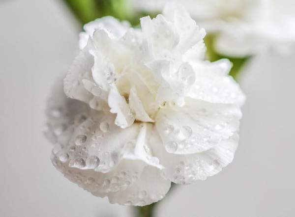 white carnation Mother's Day Ideas: Flowers