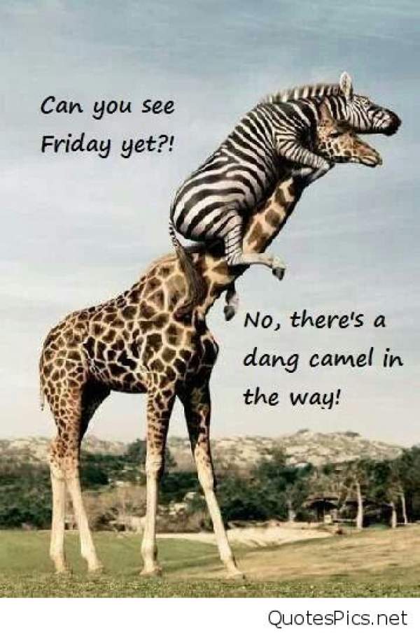 Happy Hump Day Meme Wednesday Quotes Images To Rejuvenate In Middle Of Happy Hump Day Meme Wednesday Quotes Images To Rejuvenate In Middle Of